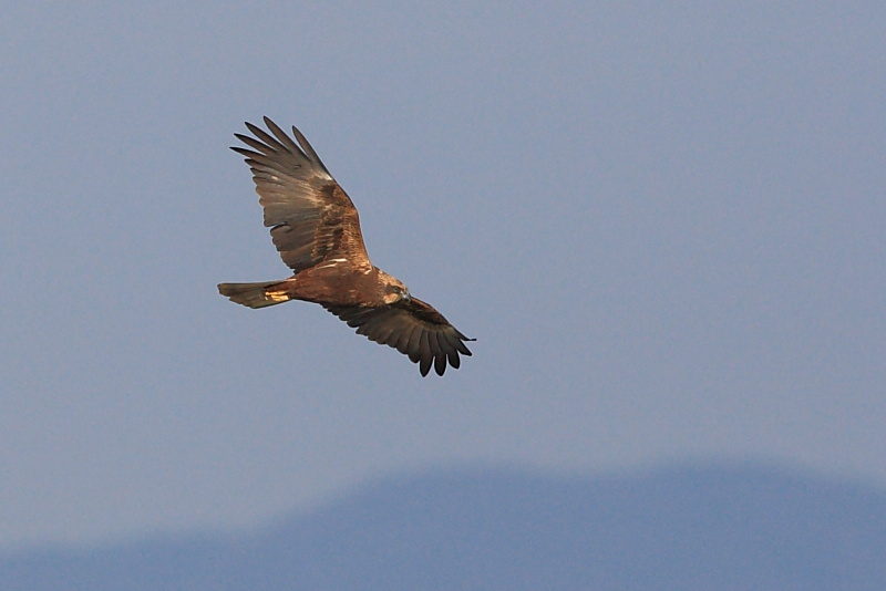 Uno splendido rapace- falco di palude-